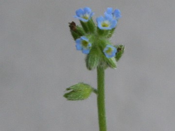 Myosotis cfr. ramosissima